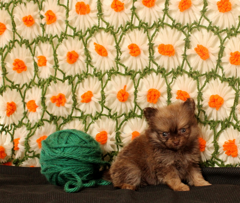 puppy, for, sale, Pomeranian, Matthew B. Stoltzfus, dog, breeder, Gap, PA, dog-breeder, puppy-for-sale, forsale, nearby, find, puppyfind, locator, puppylocator, aca